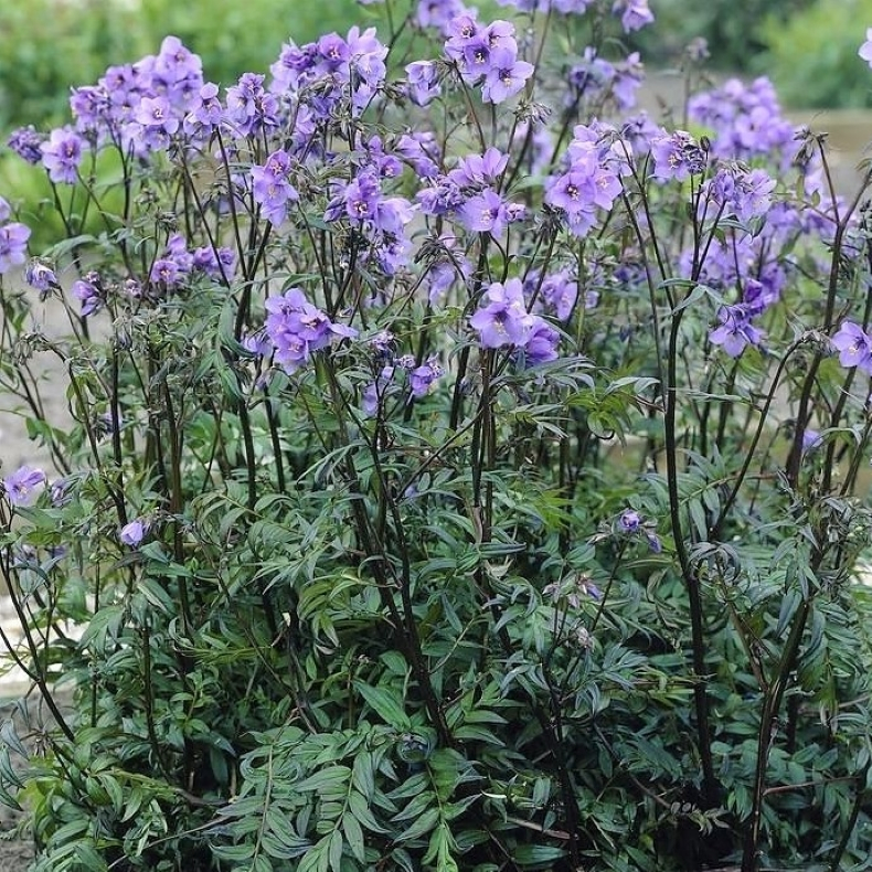 Polemonium yezoense Purple Rain - Jakobsstige 