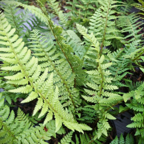 Polystichum aculeatum - Almindelig skjoldbregne