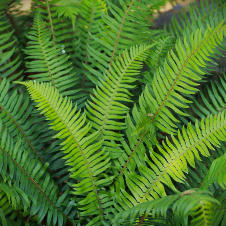 Polystichum munitum - Fjerbregne