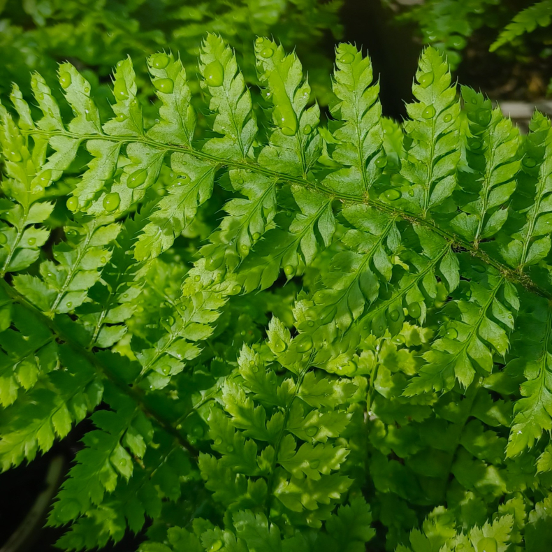 Polystichum setiferum Dahlem - Skjoldbregne