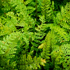 Polystichum setiferum Herrenhausen - Mosbregne