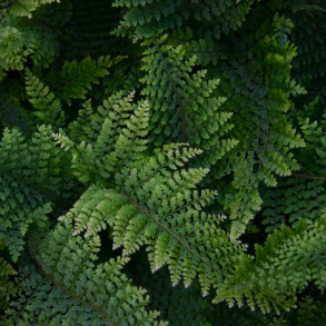 Polystichum setiferum Plumoso densum - Mosbregne