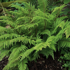 Polystichum mindre bregner uden navn