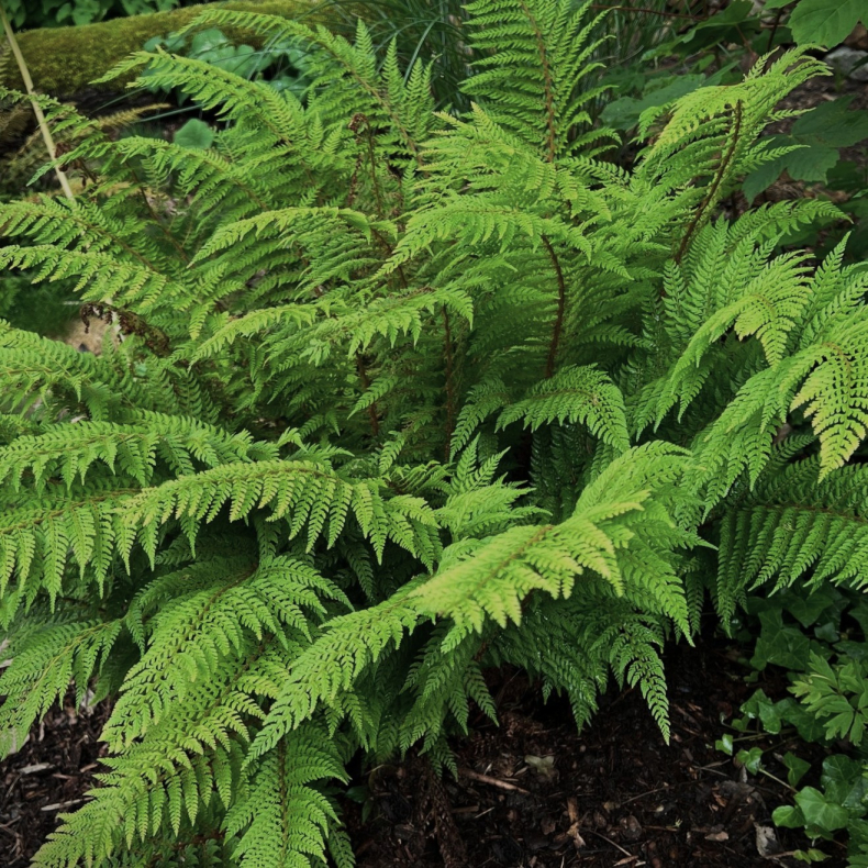 Polystichum mindre bregner uden navn
