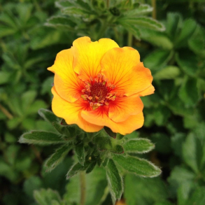Potentilla megalantha Majlands - Potentil