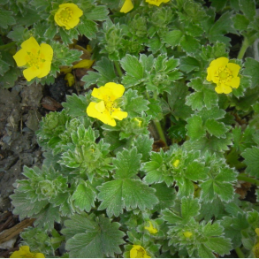 Potentilla megalantha - Potentil