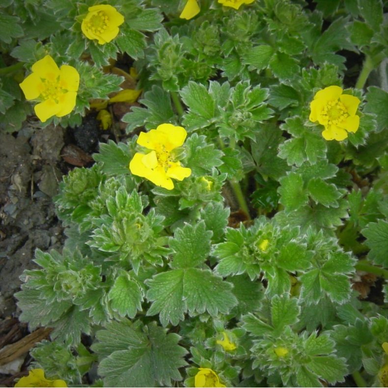 Potentilla megalantha - Potentil