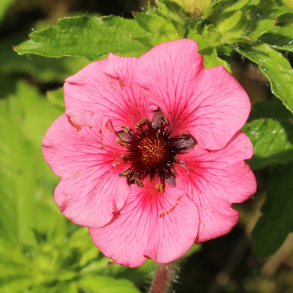 Potentilla nepalensis Miss Willmot - Indisk Potentil
