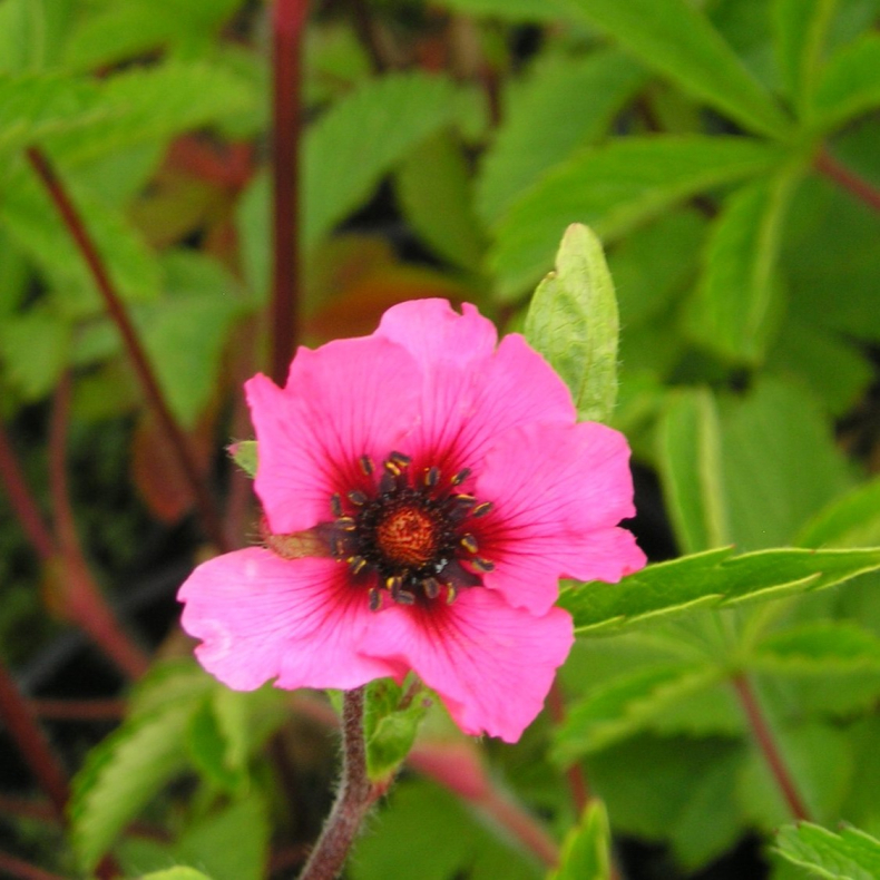 Potentilla nepalensis Ron McBeath - Indisk Potentil