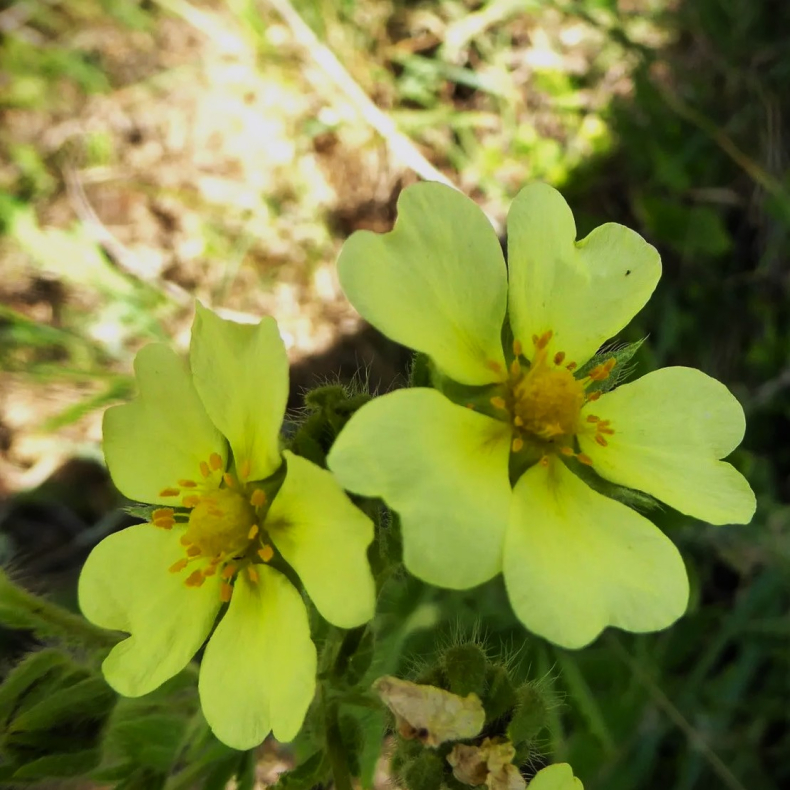 Potentilla recta var. sulphurea - Rank Potentil