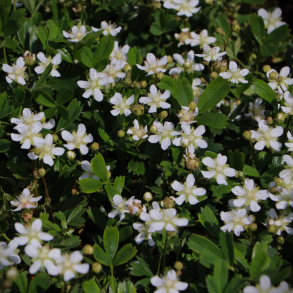 Potentilla tridentata Nuuk - Grnlandsk potentil