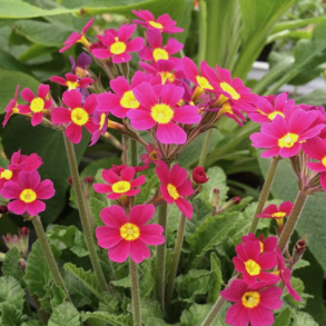 Primula Oakleaf Magenta - Kodriver