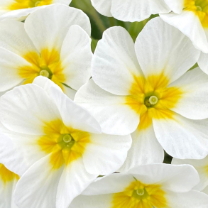 Primula Oakleaf White - Kodriver