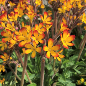 Primula Oakleaf Yellow Picotee - Kodriver