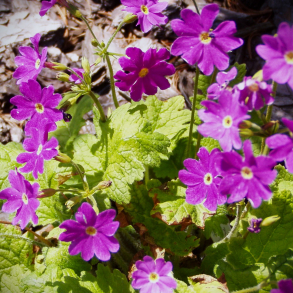 Primula cor. hort. Primadiente Rose - Serbisk primula