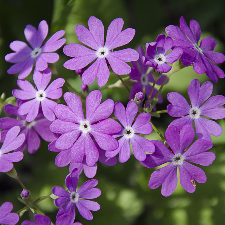 Primula cortusoides hort. - Serbisk primula