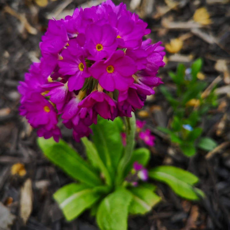 Primula denticulata Rubin Selection - Kugleprimula