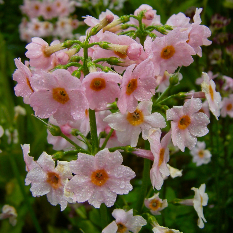 Primula japonica Appleblossom - Japansk Primula