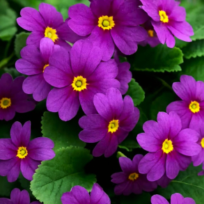 Primula juliae Wanda - T�ppeprimula