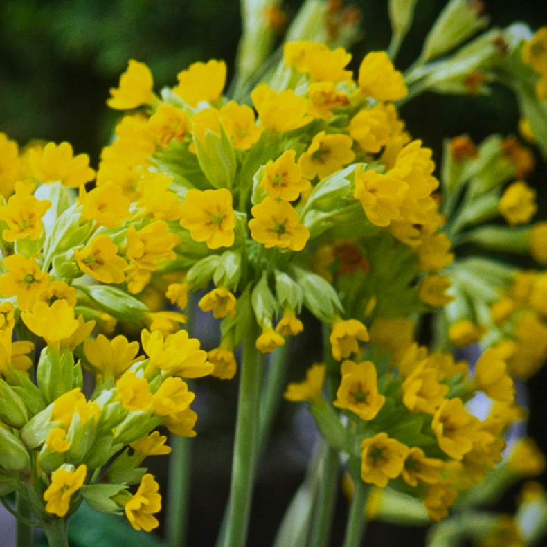 Primula veris - Hulkravet kodriver botanisk