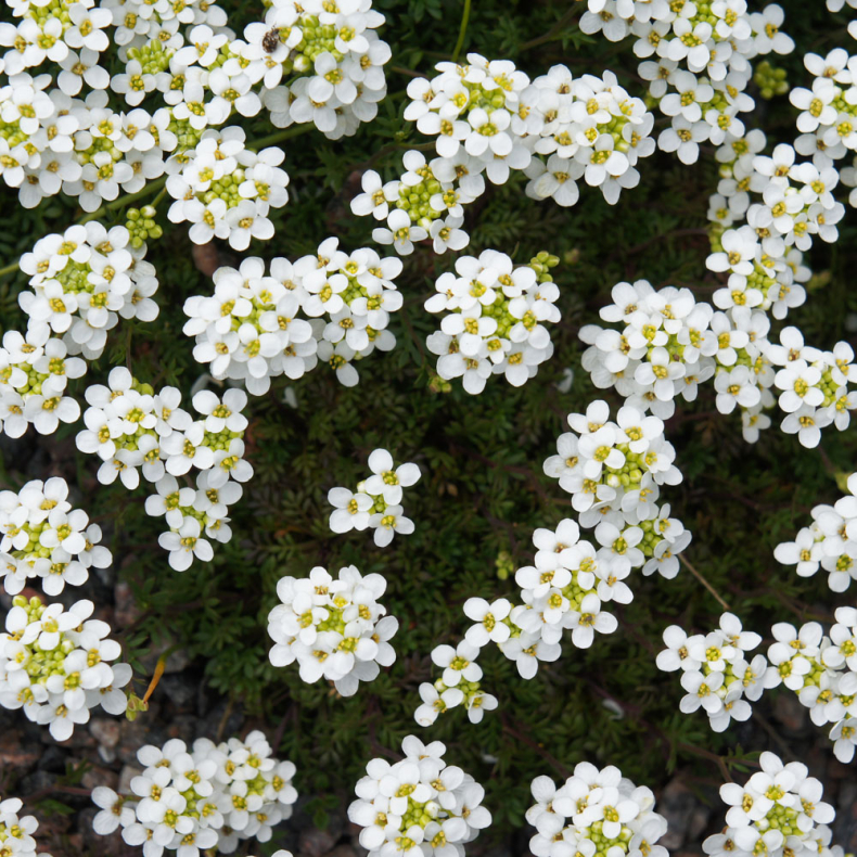 Pritzelago alpina Crystal Carpet