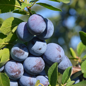 Prunus domestica Haferschlehe - Blommetr�