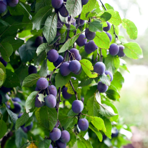 Prunus domestica Pogauner - Blommetr�
