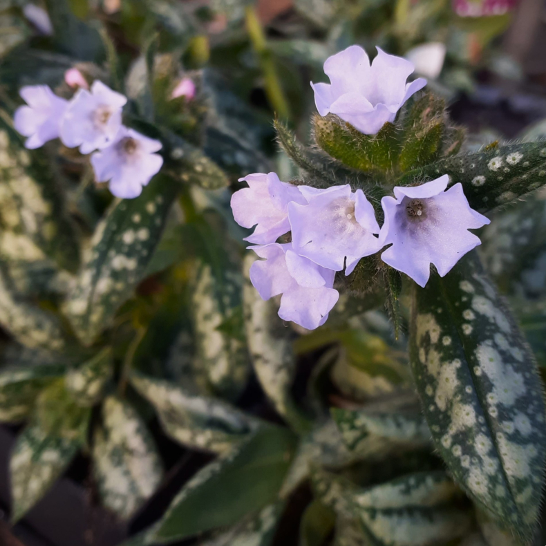 Pulmonaria Opal - Lungeurt