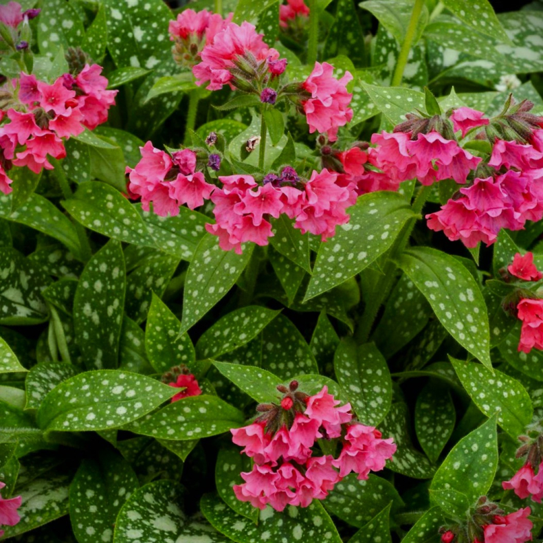 Pulmonaria Shrimps on the Barbie - Lungeurt