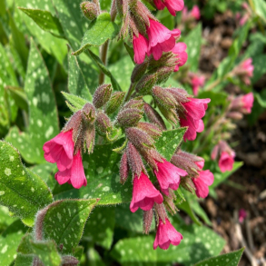Pulmonaria hybrida Lisa Marie - Lungeurt