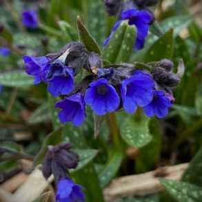 Pulmonaria hybrida Miss Elly - Lungeurt