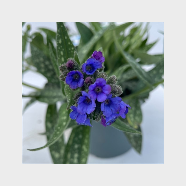 Pulmonaria hybrida Miss Elly - Lungeurt