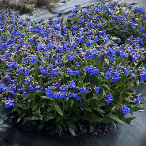 Pulmonaria hybrida Nova Cobalt - Lungeurt