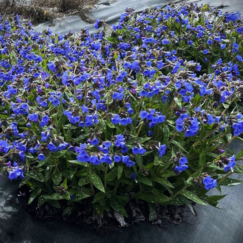 Pulmonaria hybrida Nova Cobalt - Lungeurt