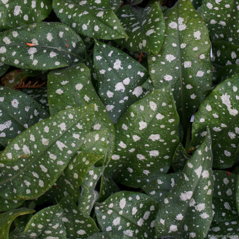 Pulmonaria hybrida Trevi Fountain - Lungeurt