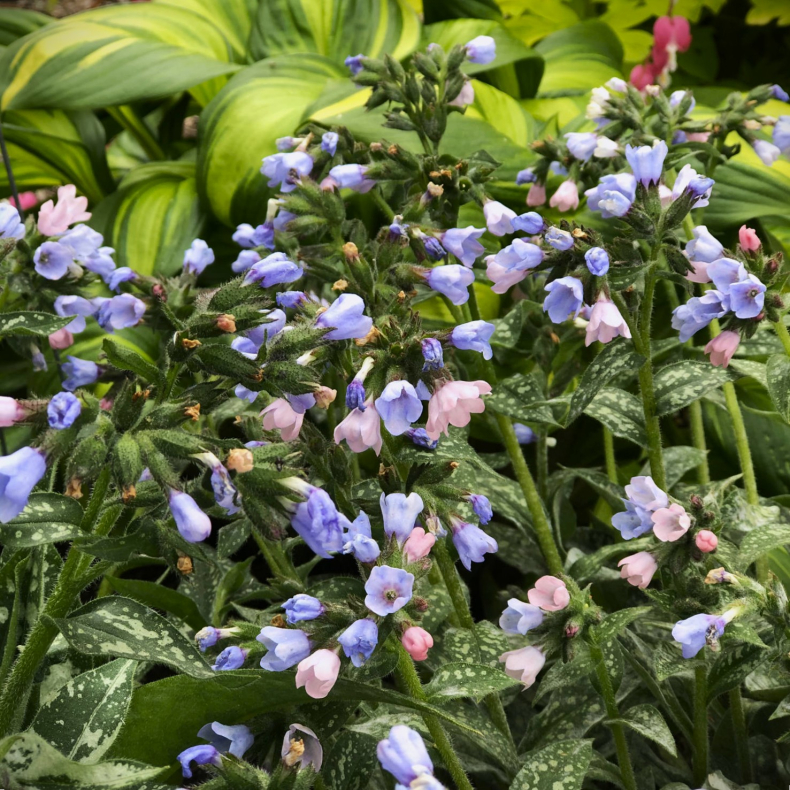 Pulmonaria hybrida Twinkle Toes - Lungeurt