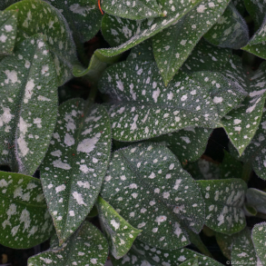 Pulmonaria hybrida Twinkle Toes - Lungeurt
