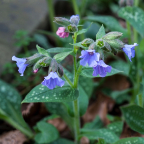 Pulmonaria longifolia E.B Anderson - Lungeurt 