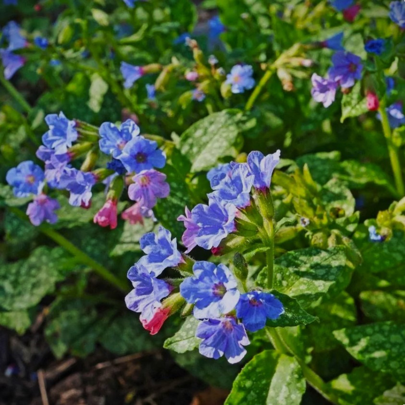 Pulmonaria longifolia Roy Davidson - Plettet Lungeurt 