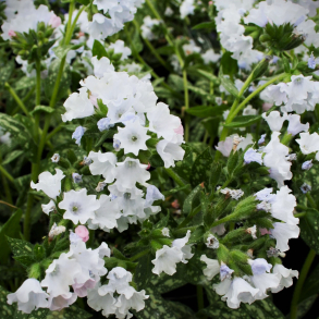 Pulmonaria officinalis Sissinghurst White - Lungeurt