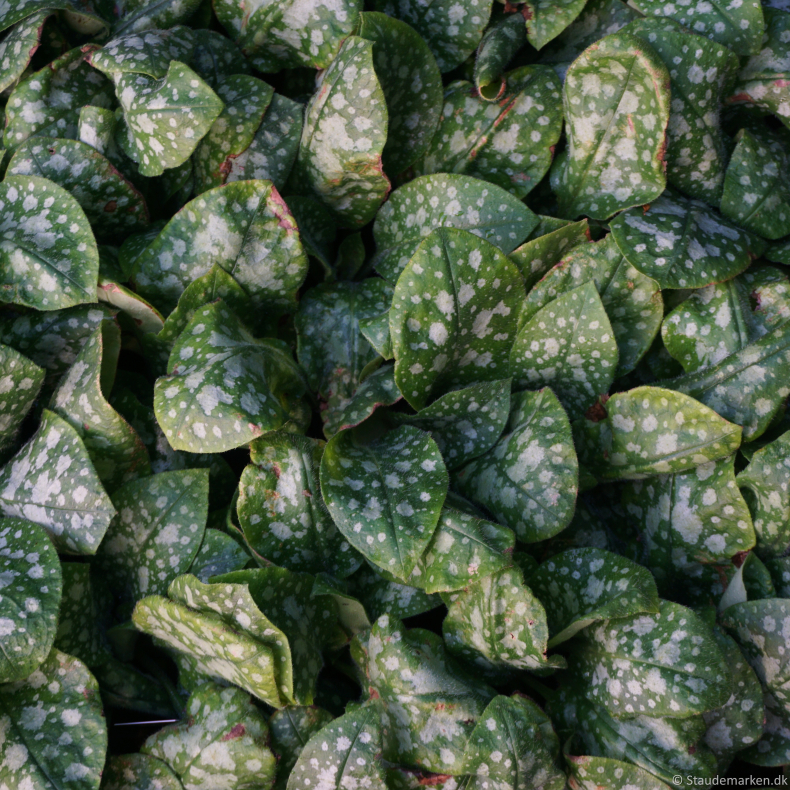 Pulmonaria officinalis Sissinghurst White - Lungeurt