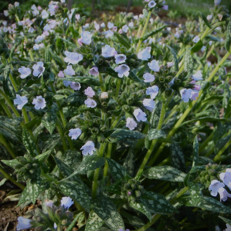 Pulmonaria saccharata Blue Mist - Plettet Lungeurt