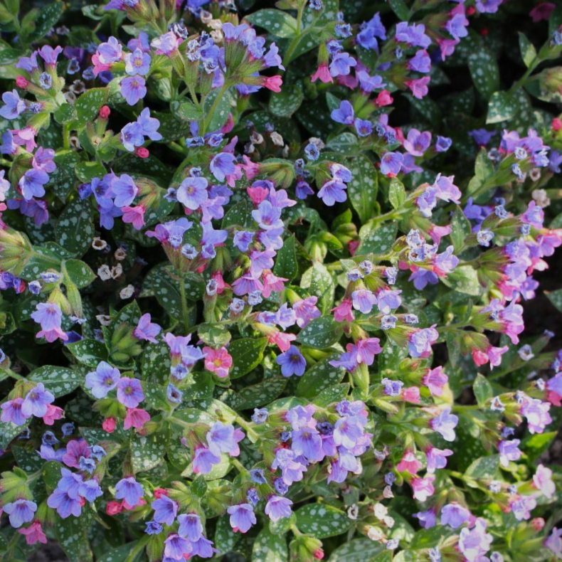 Pulmonaria saccharata Mrs Moon - Plettet Lungeurt