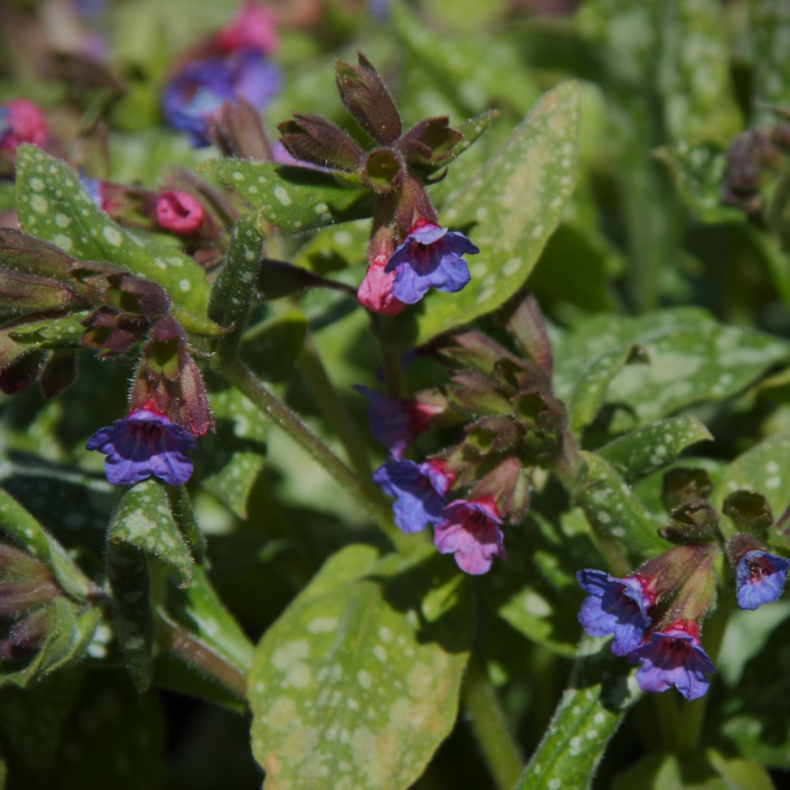 Pulmonaria saccharata Reginald Kaye - Plettet Lungeurt