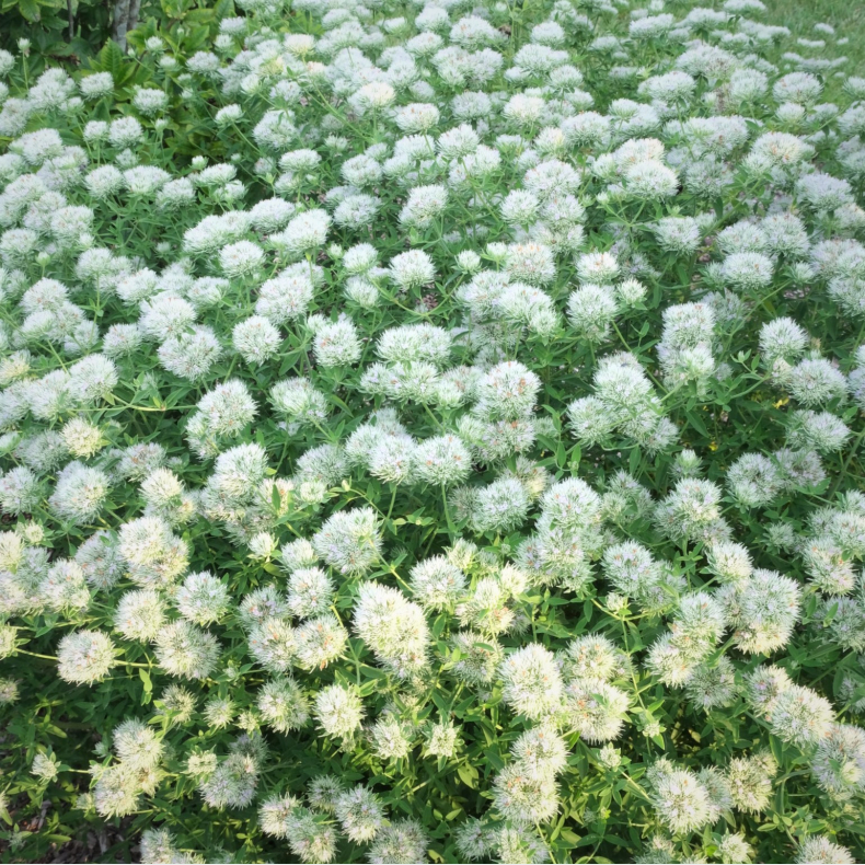 Pycnanthemum flexuosum - �delmynte - Bjergmynte
