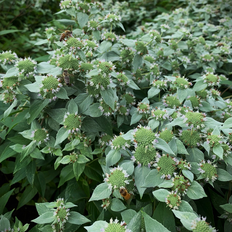 Pycnanthemum muticum - Amerikansk Bjergmynte