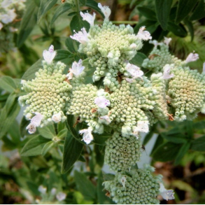 Pycnanthemum pilosum - �delmynte - Bjergmynte
