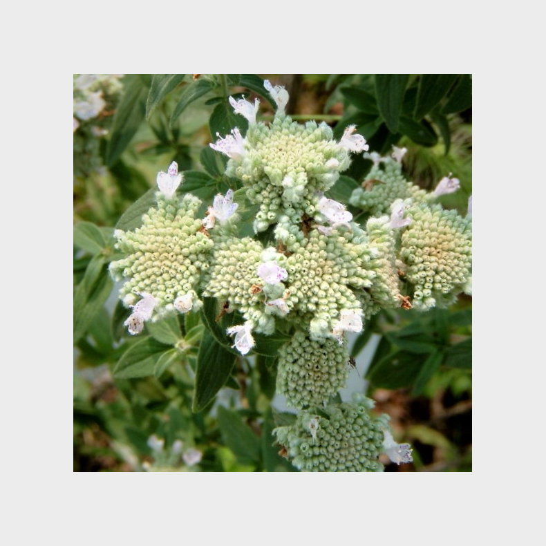 Pycnanthemum pilosum - �delmynte - Bjergmynte