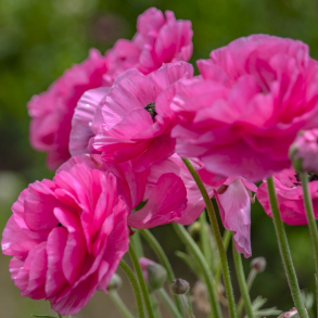 Ranunculus asiaticus Aviv Pink - Ranunkel - 12 l�g str. 6/7 ikke i potte - t�ler ikke frost