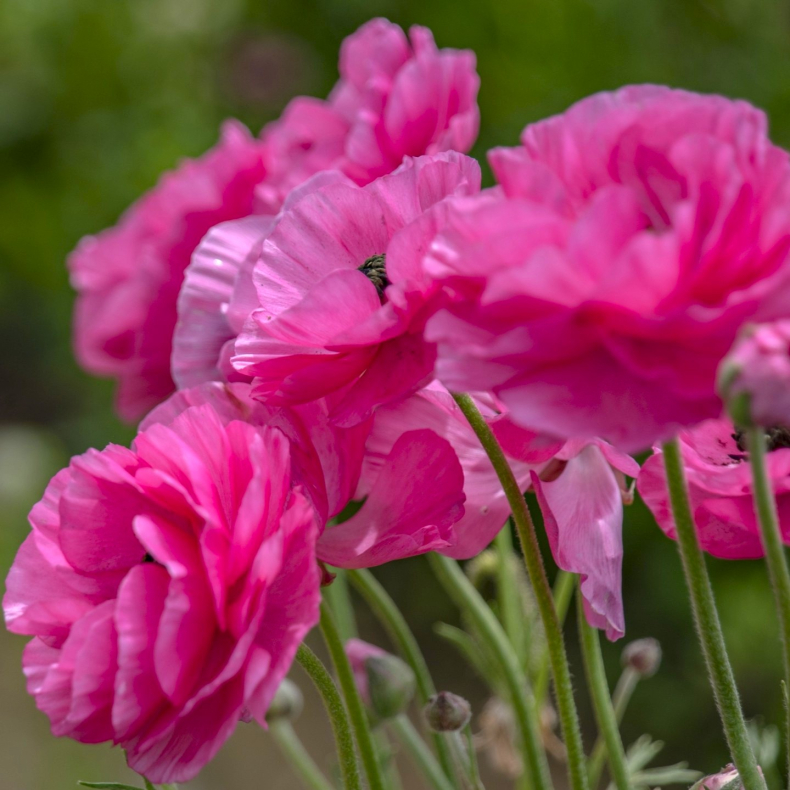 Ranunculus asiaticus Aviv Pink - Ranunkel - 12 l�g str. 6/7 ikke i potte - t�ler ikke frost